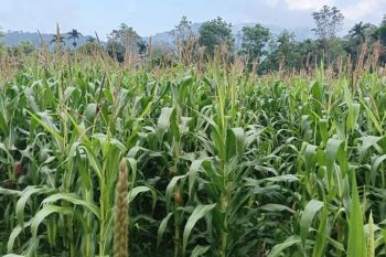 Pemkab Pasaman Barat pacu produksi jagung 213.910 ton selama 2026