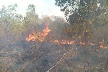 Lampung perkuat langkah pencegahan karhutla