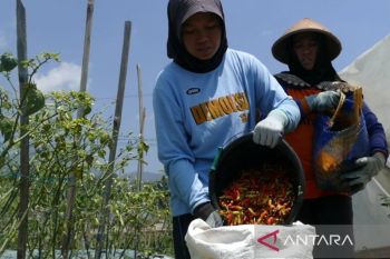 Harga cabai rawit di Temanggung naik tembus Rp56.000 per kg