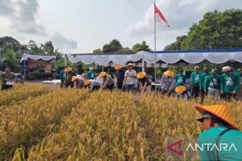 Petani Belitung hasilkan 2,2 ton beras lewat Pertanian Cerdas Iklim