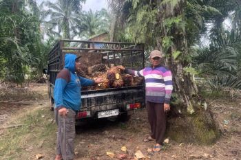Apkasindo: Pembelian sawit di Barsela Aceh tak sesuai ketetapan pemerintah
