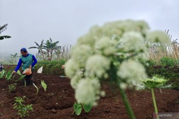 Pemanfaatan informasi iklim cegah gagal panen ribuan hektare lahan