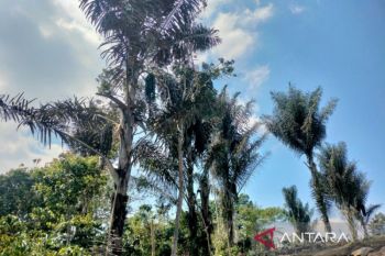 Produksi gula aren Rejang Lebong capai 3,2 juta kg pada semester I