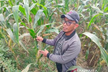 350 hektare lahan sawah terdampak bencana di Agam dialihkan ke jagung