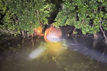 Polres Inhil Riau amankan area penemuan bangkai ikan paus