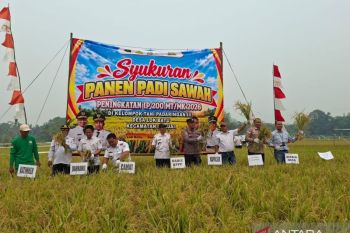 Terdampak kemarau, produksi padi di Desa Lok Batu menurun