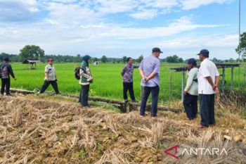 Pemkab Sumenep tingkatkan produksi pertanian melalui Gede Taninya