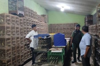 Gakkum Kemenhut dalami temuan 101 ekor burung dilindungi di Medan