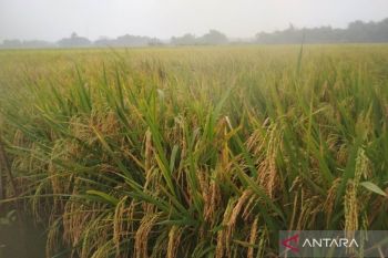 Kudus peroleh bantuan benih padi jenis ketan untuk areal 3.480 hektare