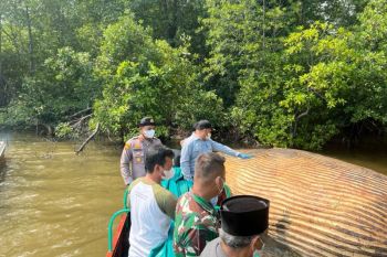 Bangkai satwa diduga ikan paus di Mandah dievakuasi untuk diperiksa secara ilmiah