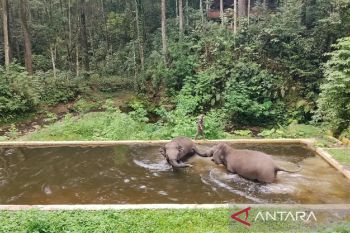 Pertamina: Bantuan untuk gajah di Aek Nauli upaya kelestarian satwa