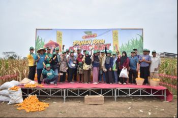 Bayer Indonesia panen jagung bersama 7.000 petani di empat kabupaten