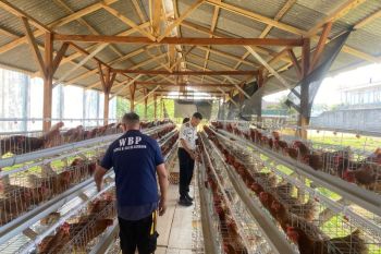 Lapas Amurang bekali warga binaan keterampilan budidaya ayam petelur