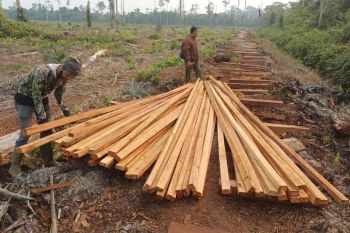 Kemenhut tahan dua tersangka pembalakan di habitat harimau di Jambi