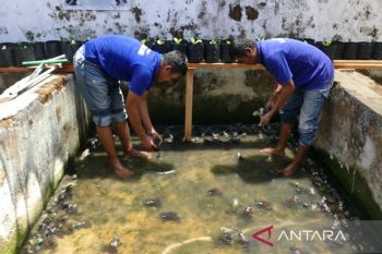 Warga binaan Lapas Magelang budidayakan kodok lembu