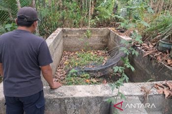 Pembudi daya ikan di Gunung Mas terpaksa panen dini imbas kemarau