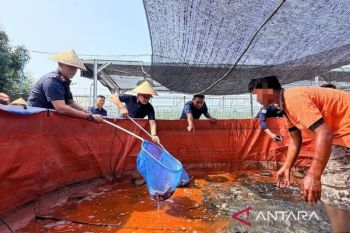 Ditjen Pemasyarakatan Kaltim bina vokasi WBP lewat perkebunan dan perikanan darat
