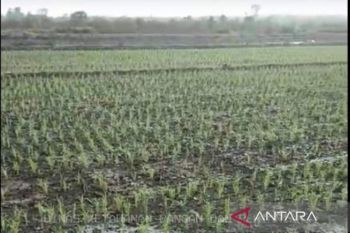 Pemkab Bangka Barat-BWS Babel bantu pengairan sawah