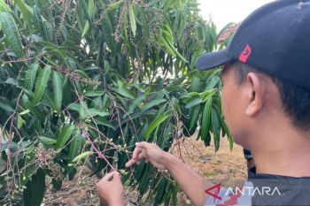 OJK menyebut pembiayaan LKMS Ciayumajakuning tumbuh 18,56 persen