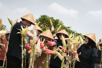 Desa Binaan Imigrasi di Gunungkidul panen raya jagung 17,25 ton