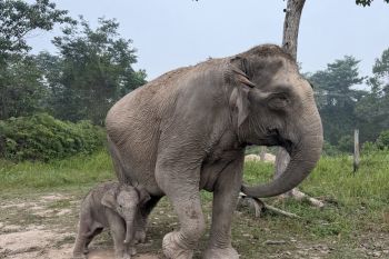 Ministry announces new elephant calf birth at Tesso Nilo National Park