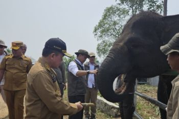 Gubernur Jambi dampingi Menhut tinjau konservasi gajah di Tebo