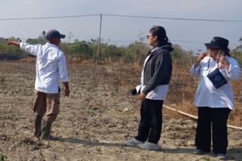 BBRMP Maluku kembangkan ubi kayu di Makariki