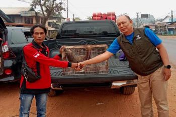 Warga Kotim kembali temukan hewan dilindungi dari lahan terbakar