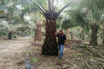 Nilai TBS kelapa sawit petani Riau kembali turun, ini harga per kilogramnya