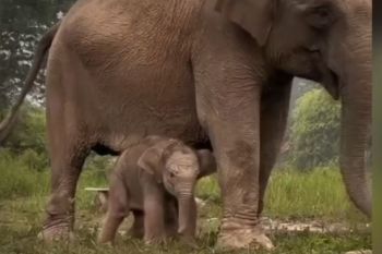 Menhut umumkan bayi gajah lahir di TN Tesso Nilo diberi nama "Ganesha"