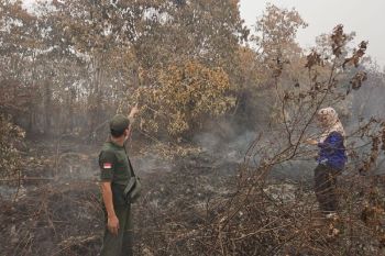 Lagi, BKSDA Sampit terima laporan orang utan terdampak karhutla