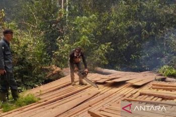 Kemenhut musnahkan 316 batang kayu dan rel di TN Berbak dan Sembilang