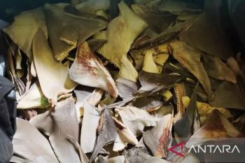 BKHIT Maluku awasi pengiriman 103,65 kg sirip hiu ke Manado