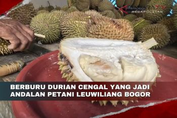Berburu durian Cengal yang jadi andalan petani Leuwiliang Bogor