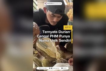 Ternyata durian Cengal PHM punya nama unik sendiri