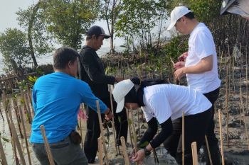 Unicharm Indonesia tanam 1.000 bibit mangrove di Pantai Jaya Bahari