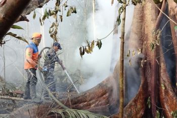 Pemkab Lingga fokus lakukan pendinginan pasca karhutla