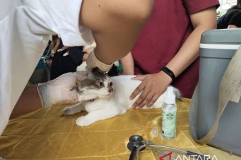 Palangka Raya targetkan 8.000 hewan divaksin anti rabies