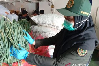 BKHIT Maluku awasi 10,12 ton komoditas pertanian menuju Halteng Malut