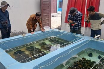 Ekonomi karbon biru dari lamun Kaltim berpotensi peroleh Rp5,78 miliar