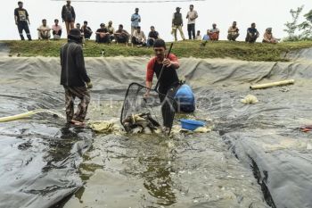 Pelatihan pembudidayaan ikan bagi kelompok tani Jambi