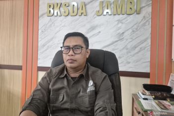 Authorities investigate death of Sumatran elephant in Jambi