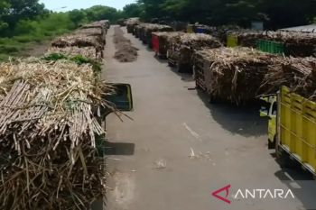 budi daya tebu gerakkan ekonomi petani hingga Rp5 miliar per pekan di Dompu