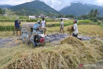 Dinas TPH sebut produksi padi Sulteng relatif aman