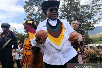 Pemkab Jayawijaya dorong masyarakat 328 kampung budi daya pangan lokal