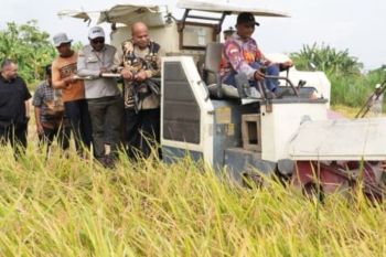 Gubernur targetkan Papua swasembada beras pada 2028