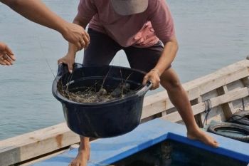 BPBL Batam perluas edukasi pembudidaya untuk dorong produksi lobster