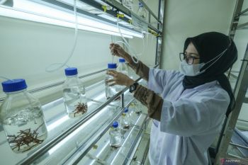 Laboratorium pembudidayaan rumput laut di Wakatobi