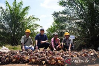 PTPN IV PalmCo: Kepercayaan kunci kemitraan sawit berkelanjutan
