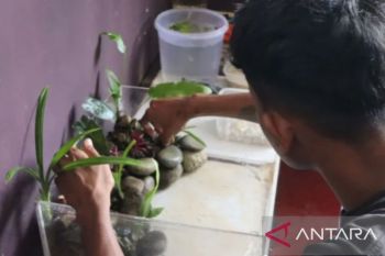 Lapas Ambon latih WBP membuat seni tata taman air